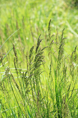 Poa grows in the meadow among wild grasses.