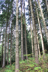 European spruce (Picea abies) grows in the mountainous Carpathians in Ukraine
