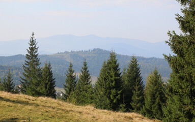European spruce (Picea abies) grows in the mountainous Carpathians in Ukraine