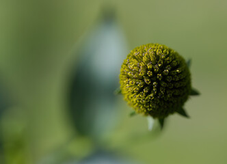 bud of coneflower, close-up of Rudbeckia laciniata, bud of Echinacea, Close-up of a bud