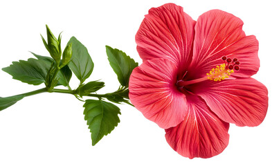 Hibiscus flower isolated, vibrant blossom in full bloom, budding symbol of spring, plant freshness captured in red hue, nature tropical beauty, transparent background