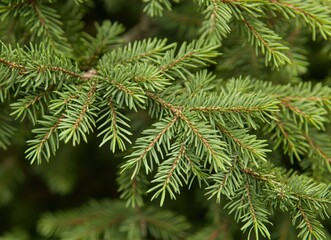 Fototapeta premium Close-up of green pine tree branches with a bokeh background. evergreen fir trees in a forest, a natural texture for wallpaper or decoration design. Christmas card concept. Background for a Christmas 