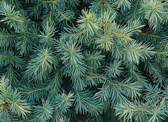Close-up of green pine tree branches with a bokeh background. evergreen fir trees in a forest, a natural texture for wallpaper or decoration design. Christmas card concept. Background for a Christmas 
