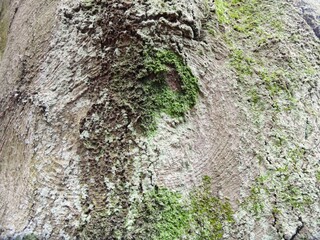 bark of a tree