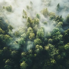 Aerial View of Panoramic Foggy Forest