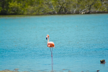 A Caribbean or American flamingo (Phoenicopterus ruber) on azure blue aquamarine background.	