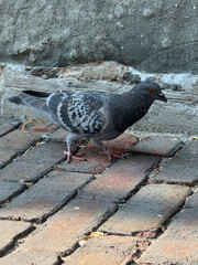 pigeon