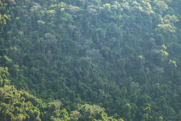 Natural wild landscape of the Atlantic Forest and Brazilian rainforest