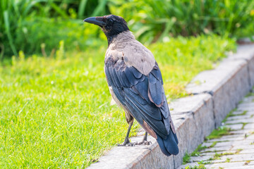 Hooded crow, corvus cornix, standing on the lawn in the spring or summer