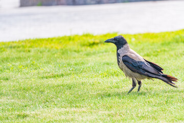 Hooded crow, corvus cornix, standing on the lawn in the spring or summer