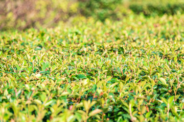 Neatly trimmed bushes in the summer or autumn park.