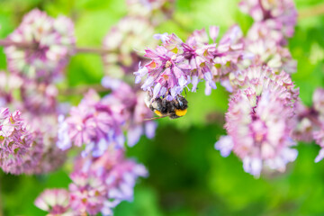 Bumblebee (Bombus hypnorum) is sucking nectar from Salvia flower.