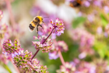 Bumblebee (Bombus hypnorum) is sucking nectar from Salvia flower.