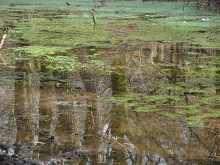 river in the forest