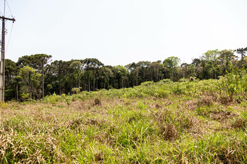 Natural wild landscape of the Atlantic Forest and Brazilian rainforest