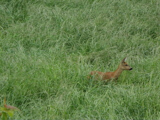 deer in the grass