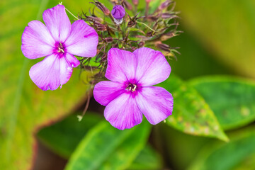 Pink phlox flowers. Phlox paniculata. Flowering herbaceous plants. Blooming phlox paniculata in the garden