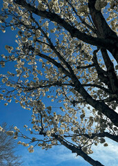 White tree against the blue sky