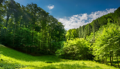 新緑の森の風景