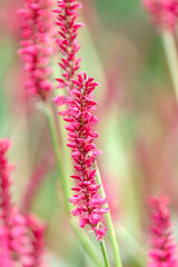 Bistorta amplexicaulis or candle knotweed is a beautiful pink flower