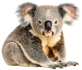 Sweet koala bear in nature, isolated cute Australian wildlife at zoo, adorable gray animal with fluffy fur, friendly face for children