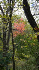 Fall Season in Ontario Canada