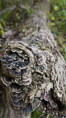 Walk in the Woods Forest Bathing