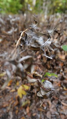 Walk in the Woods Forest Bathing