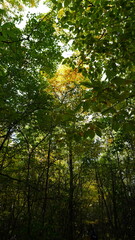 Walk in the Woods Forest Bathing