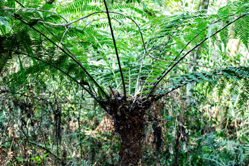 Natural wild landscape of the Atlantic Forest and Brazilian rainforest