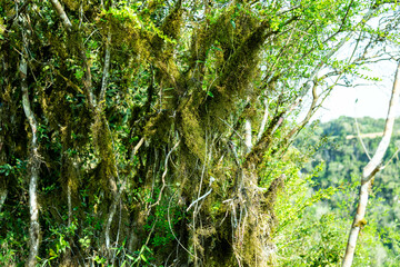 Natural wild landscape of the Atlantic Forest and Brazilian rainforest