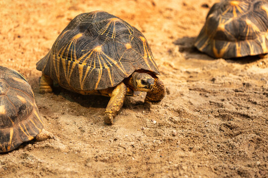 Full boddy Leopard tortoise, Stigmochelys pardalis, Mature aduld