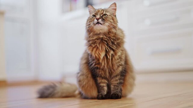 The kitty is sitting and meowing in the kitchen. 4k footage