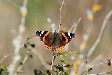 Vanessa atalanta butterfly on a dry blade of grass close-up
