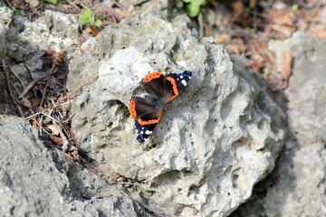 Vanessa atalanta butterfly on a dry blade of grass close-up
