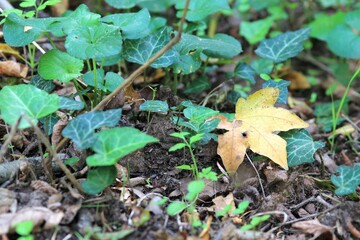 An autumn leaf lies on the green grass
