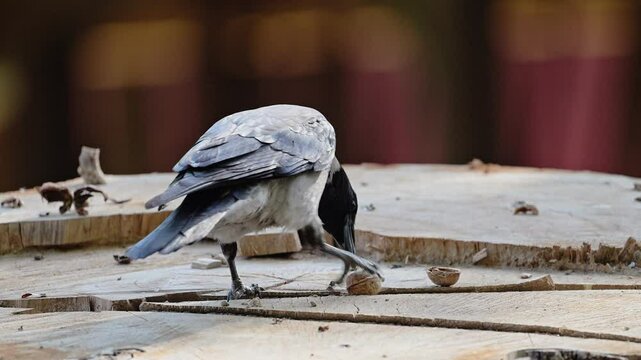 Hooded crow holds a nut in its beak