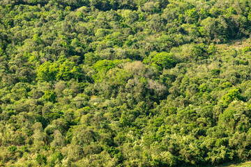 Natural wild landscape of the Atlantic Forest and Brazilian rainforest