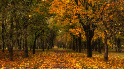 Vibrant autumn golden colors. city park with colorful lush trees along the alley strewn with bright...