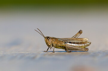 Close-up portrait of common locust, cricket, or grasshopper. Isolated on blurred background. Nature of Czech republic.