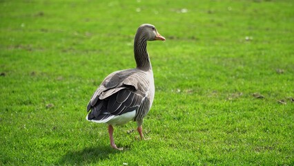 A Serene Duck Resting Calmly Near The Riverbank, Surrounded By Lush Greenery, Capturing The Tranquil Beauty Of Wildlife In Its Natural Habitat, Peacefully Coexisting With Nature.