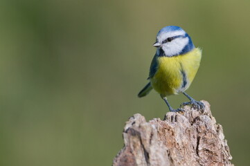 Cyanistes caeruleus aka blue tit on dry tree. Isolated on clear blurred background. Close-up portrait. 