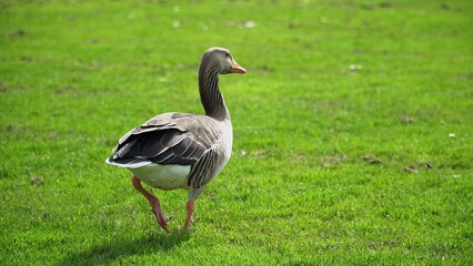 A Serene Duck Resting Calmly Near The Riverbank, Surrounded By Lush Greenery, Capturing The Tranquil Beauty Of Wildlife In Its Natural Habitat, Peacefully Coexisting With Nature.