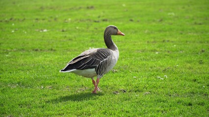 A Tranquil Scene Of Geese Resting Peacefully Near The Riverbank, Surrounded By Lush Greenery And Calm Waters, Highlighting The Harmony And Beauty Of Wildlife In Its Natural Habitat.	
