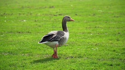 A Serene Duck Resting Calmly Near The Riverbank, Surrounded By Lush Greenery, Capturing The Tranquil Beauty Of Wildlife In Its Natural Habitat, Peacefully Coexisting With Nature.