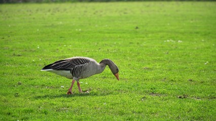 A Serene Duck Resting Calmly Near The Riverbank, Surrounded By Lush Greenery, Capturing The Tranquil Beauty Of Wildlife In Its Natural Habitat, Peacefully Coexisting With Nature.