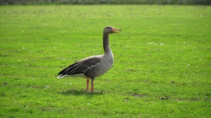 A Serene Duck Resting Calmly Near The Riverbank, Surrounded By Lush Greenery, Capturing The Tranquil Beauty Of Wildlife In Its Natural Habitat, Peacefully Coexisting With Nature.