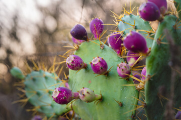 Prickly pear fruits stand out against the green cactus, surrounded by sharp golden spines.