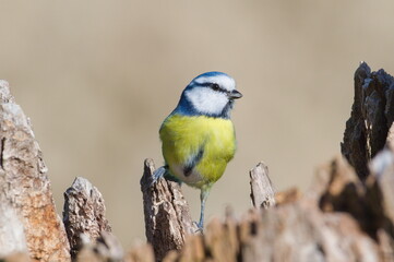 Cyanistes caeruleus aka blue tit on dry tree. Isolated on clear blurred background. Close-up portrait. 