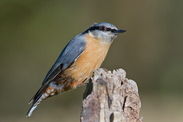 Common bird Sitta europaea aka Eurasian nuthatch perched on sunny spot. Close-up portrait. Isolated on blurred background. Early autumn.